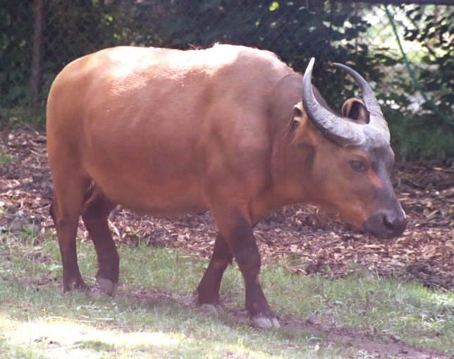 Boots buffalo xxx pic